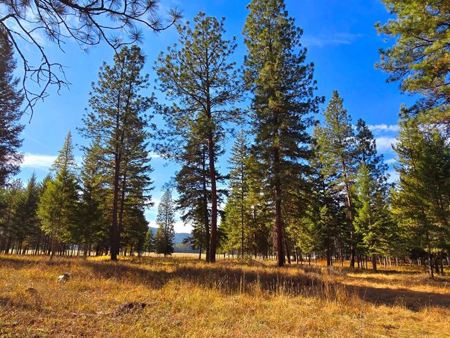 19 Faro Ln, Home with 0 bedrooms, 0 bathrooms and null parking in Trout Creek MT | Image 7