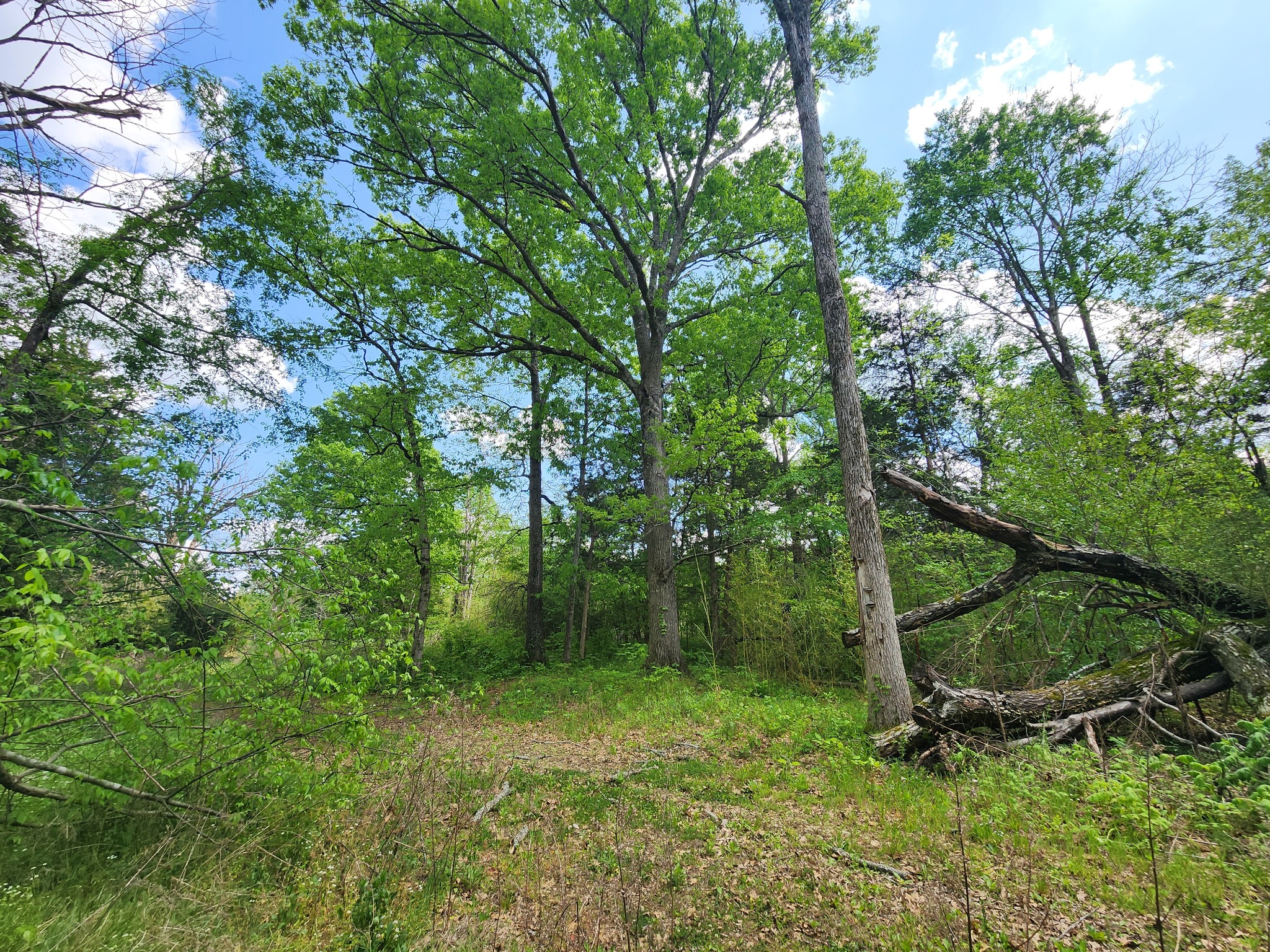Land in Readyville 4