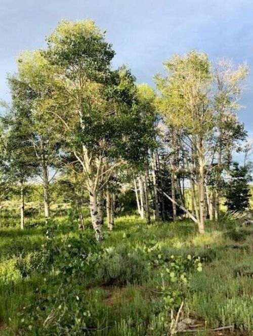 19-245 Kolob Rd, Springdale, UT, 84767 | Card Image