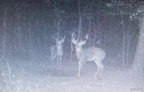 14559 Hunter Lane, Winona, MO, 63638 | Card Image