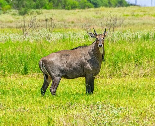 TBD Zinnia Rd, Raymondville, TX, 78580 | Card Image