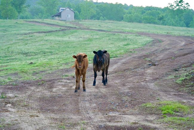 40.46AC Barker Cove Loop, Home with 1 bedrooms, 1 bathrooms and null parking in Palmer TN | Image 45