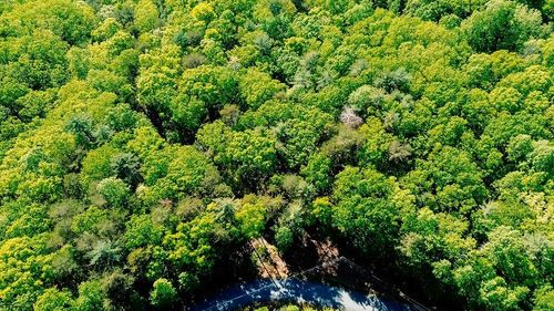 19 Amicalola Drive, Dawsonville, GA, 30534 | Card Image