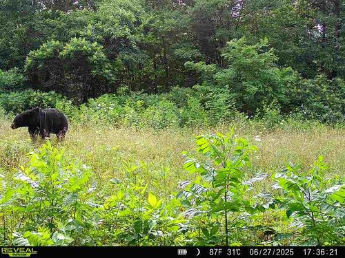 TBD County Road 3625, Kingston, AR, 72742 | Card Image