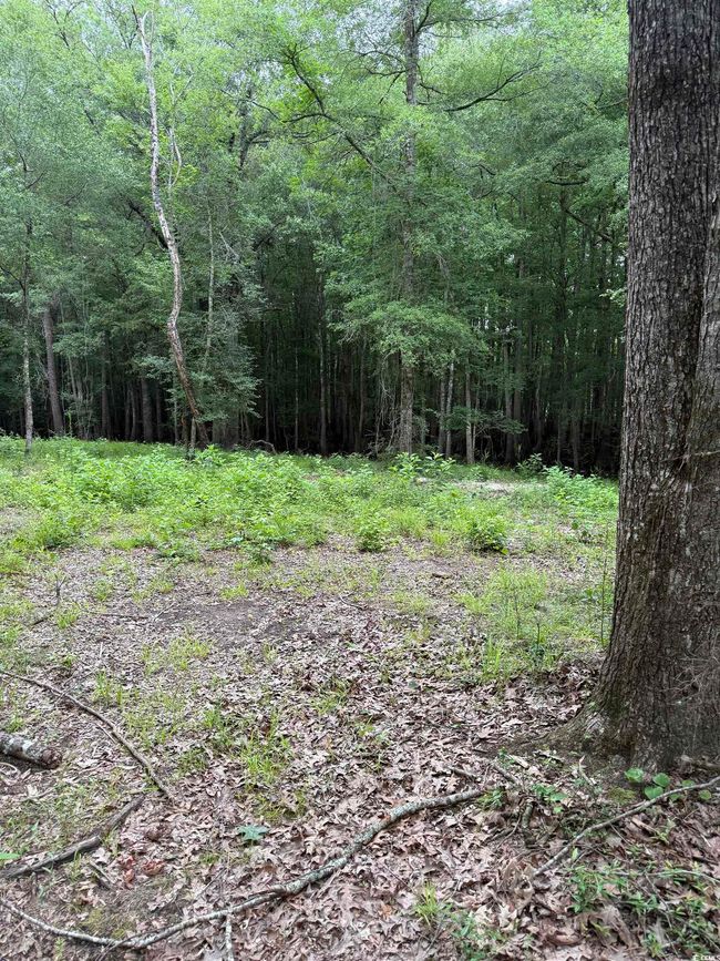 View of wooded area | Image 5