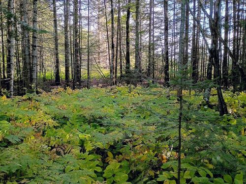 3 Brandon Ln, Grand Marais, MN, 55604-2249 | Card Image