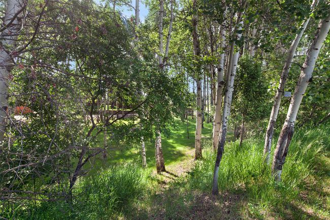View of woods | Image 64