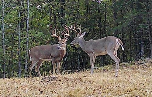 000 Mease Dr, Reeds Spring, MO, 65737 | Card Image