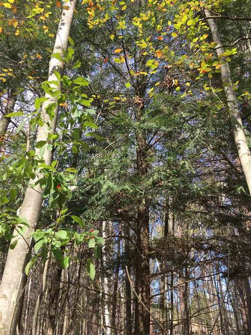 Lot 60 & 61 Todd Drive, Mills Township, MI, 48756 | Card Image