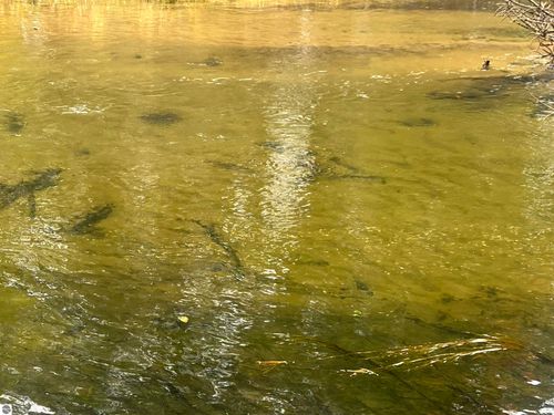 6051 N Manistee River Rd, Frederic, MI, 49733-9736 | Card Image