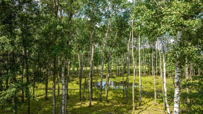 38519 Cass Line Rd, House other with 3 bedrooms, 3 bathrooms and null parking in Sebeka MN | Image 79