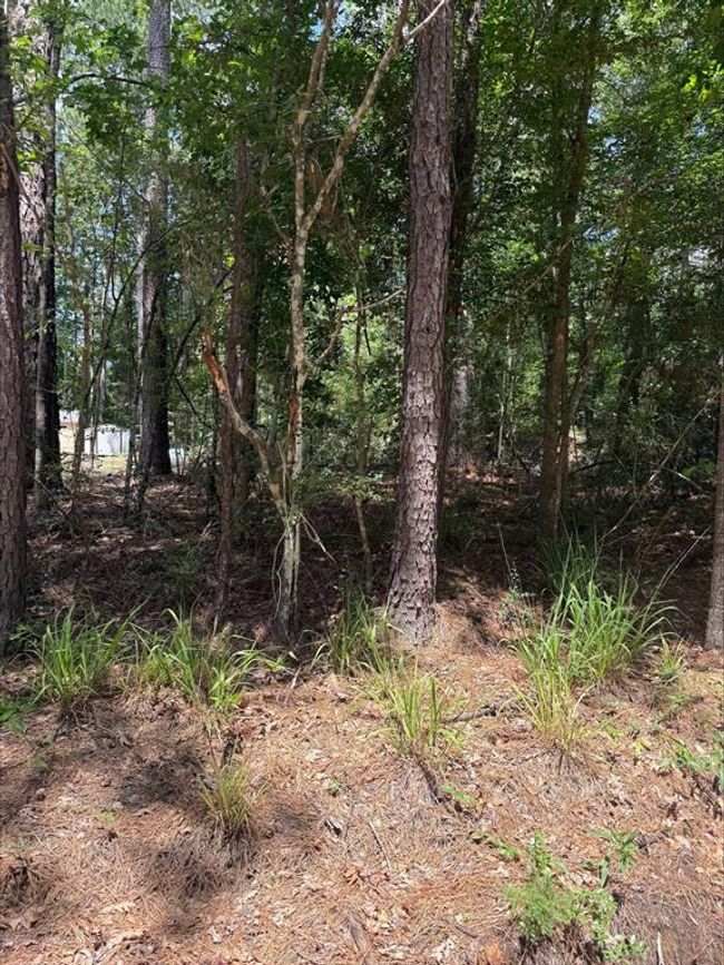 0 Non Such Rd, Home with 0 bedrooms, 0 bathrooms and null parking in Livingston TX | Image 4