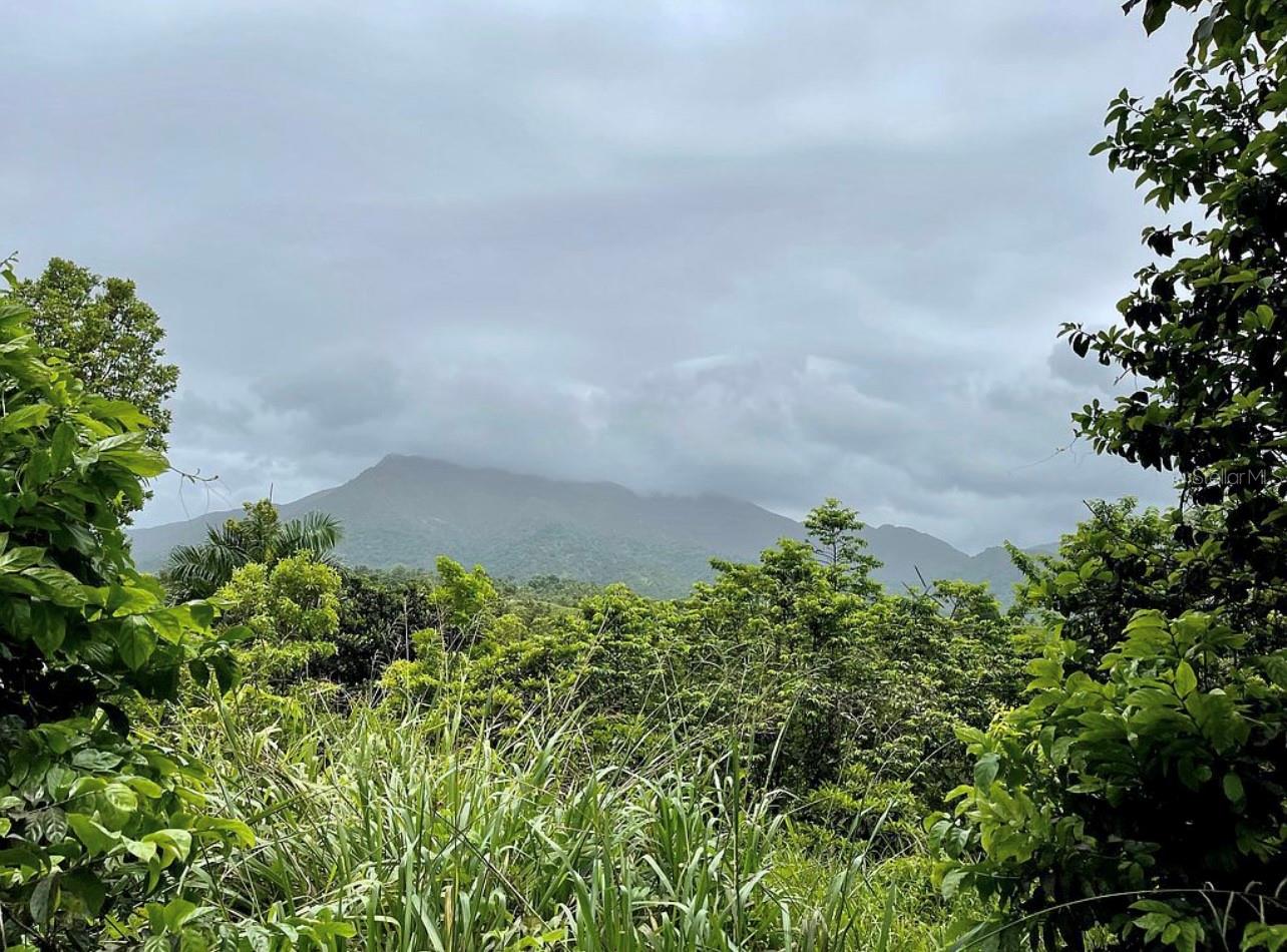 Land en venta en CEIBA, 975 CEIBA , BO RIO ABAJO