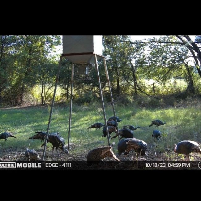 Wild Turkey | Image 32