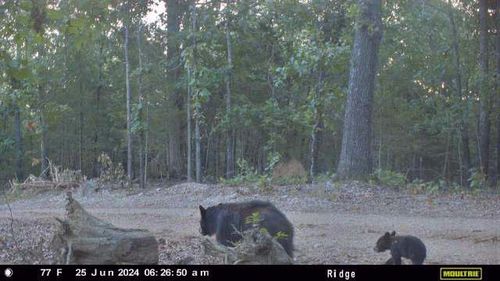 000 Country Rd, Gainesville, MO, 65655 | Card Image