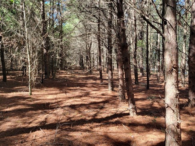 7818 Nw State Rd 45, Home with 0 bedrooms, 0 bathrooms and null parking in HIGH SPRINGS FL | Image 8