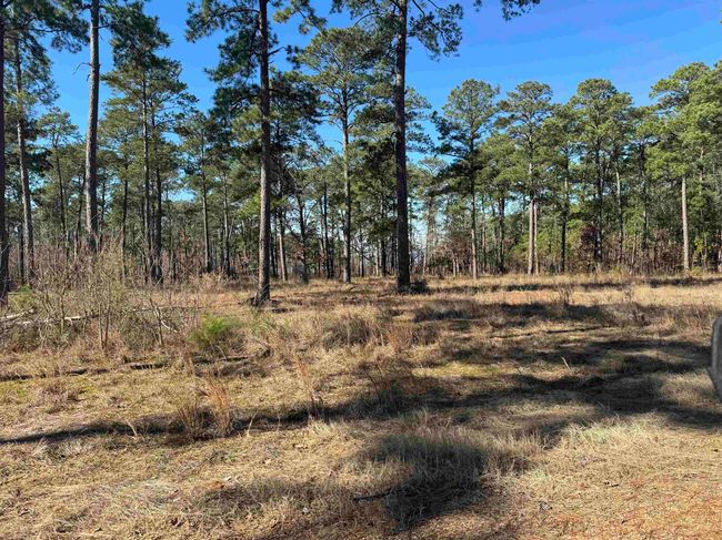 TRACT-1-24 - 024 Private Road 6028, Home with 0 bedrooms, 0 bathrooms and null parking in Brookeland TX | Image 4