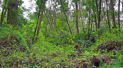 0 Ginger Rd, Pahoa, HI, 96778 | Card Image