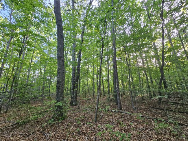 3 Woodfern Ln, Home with 0 bedrooms, 0 bathrooms and null parking in Coalmont TN | Image 10