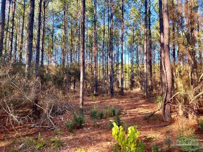 Lot 2-RS Hwy 182, Home with 0 bedrooms, 0 bathrooms and null parking in Jay FL | Image 5