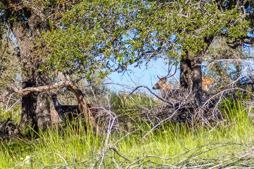 TBD Highway 39, Hunt, TX, 78024 | Card Image