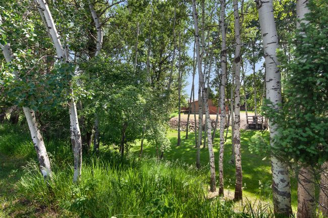 View of woods | Image 65