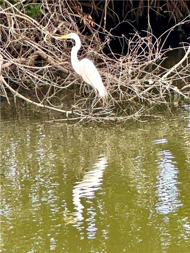 Lots of wildlife in the Vanderbilt Lagoon including manatees and exotic birds | Image 17