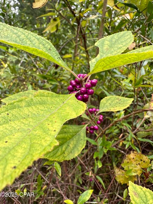 north-2-Tract# Mattox Springs Road, Caryville, FL, 32427 | Card Image