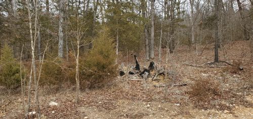 000 Lot 97 Summer Breeze Lane, Kimberling City, MO, 65686 | Card Image