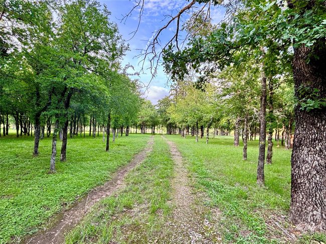 Forest Path to Meadow | Image 37