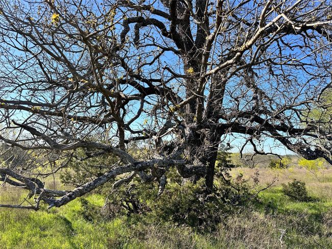 Lot 13 Cr 127, Home with 0 bedrooms, 0 bathrooms and null parking in Carlton TX | Image 9