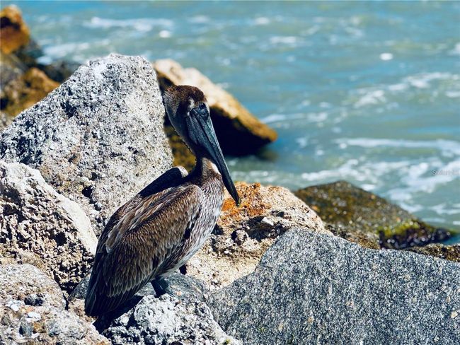 North Jetty | Image 59