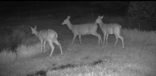 Wildlife on Trail Cams | Image 39