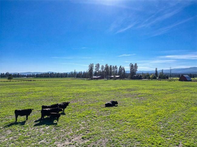 Wagyu Cattle (currently grazing) | Image 118