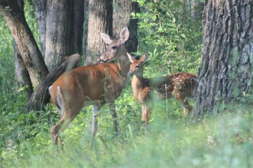 15 Acres m/l Highway 13, Preston, WI, 53934 | Card Image