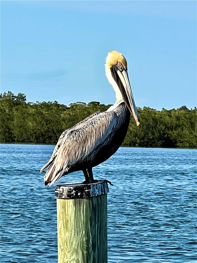 Brown pelican | Image 50