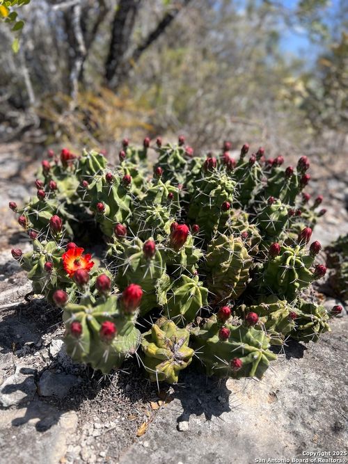 LOT 41-L &amp; 42-L New Leona Ranch, Brackettville, TX, 78832 | Card Image