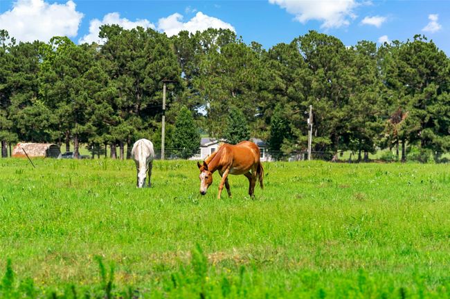 555 Us Business Highway 82, House other with 4 bedrooms, 2 bathrooms and null parking in Avery TX | Image 29