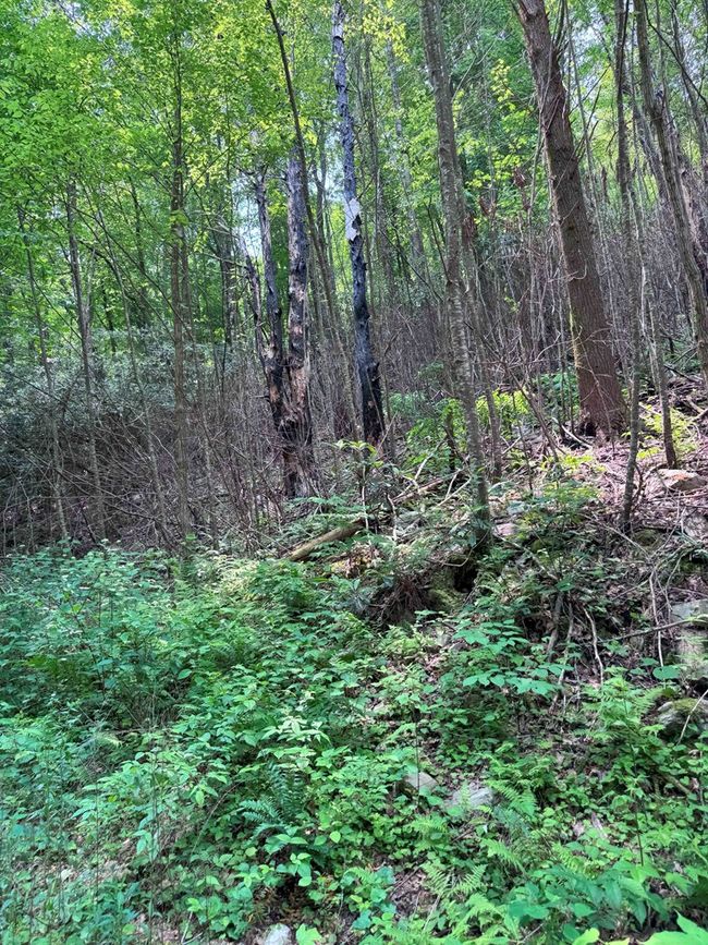 88 acres Bolden Branch Rd, Home with 0 bedrooms, 0 bathrooms and null parking in Andrews NC | Image 6