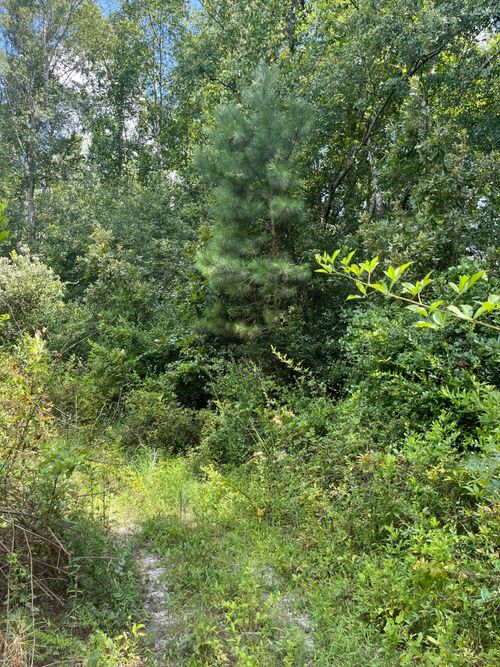 bff-5-Bff 5 Brunson Teal Rd, Patrick, SC, 29584-4223 | Card Image