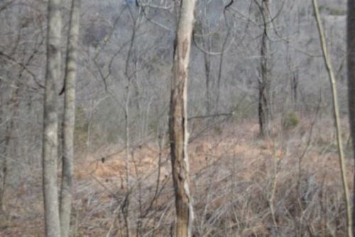 Lot 51 Cumberland View Ln, Gainesboro, TN, 38562 | Card Image