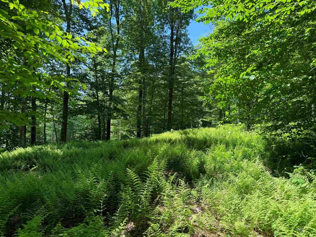 0 Spruce Grove Rd, Home with 0 bedrooms, 0 bathrooms and null parking in Wilmington VT | Image 7