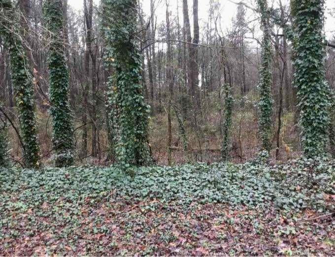 Land in Jonesboro 4