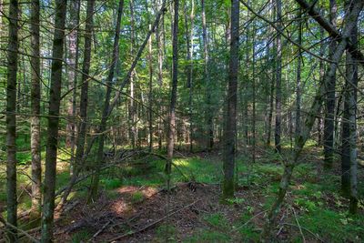 LOT-3 - Off Elm Dr, Home with 0 bedrooms, 0 bathrooms and null parking in Eagle River WI | Image 2