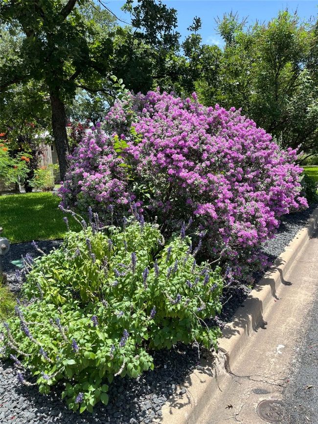 Purple Salvia and Purple Sage | Image 35