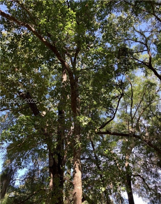 41 Volunteers Rdg, Home with 0 bedrooms, 0 bathrooms and null parking in Daufuskie Island SC | Image 5