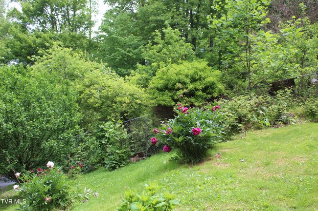 Mature Fruit Trees, Grape Vines, Various Heirloom Flowers | Image 4