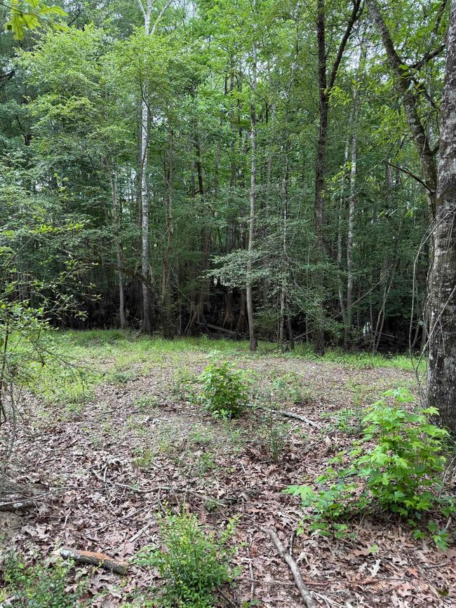 View of tree filled area | Image 6