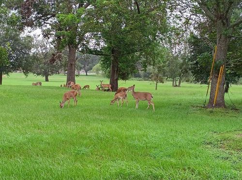 000 Brahman Trl, Angleton, TX, 77515 | Card Image