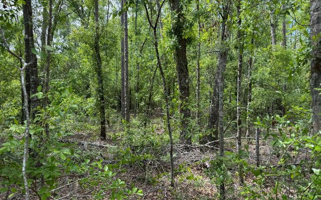 TBD 172 Nd Trce, Home with 0 bedrooms, 0 bathrooms and null parking in LIVE OAK FL | Image 15